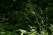 Festuca_subv