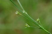 Juncus_tenuis