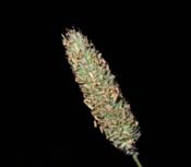 Phleum_prat