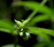 Galium_circ