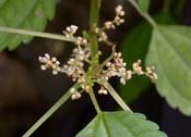 Pilea_pumila