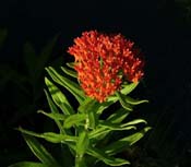 Asclepias_tub