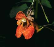 Impatiens_ca