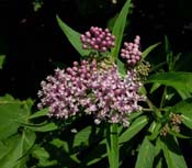 Asclepias_inc