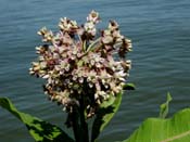 Asclepias_syr