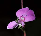 Desmodium_ro