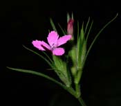 Dianthus_arm