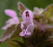 Lamium_purp