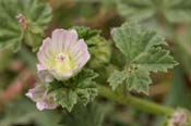 Malva_neglecta