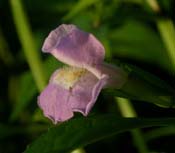 Mimulus_alatus