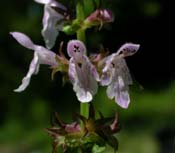 Stachys_ten