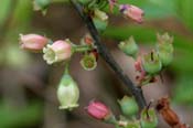 Vaccinium_vac