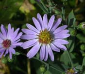 Aster_laevis