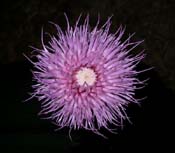 Cirsium_disc