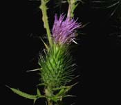 Cirsium_vulg