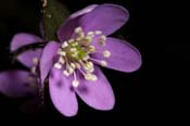 Hepatica_acut