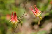 Aquilegia_can