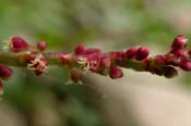 Rumex_acet