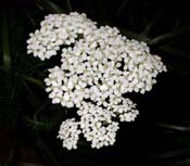 Achillea_mill