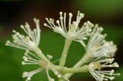 Actaea_alba