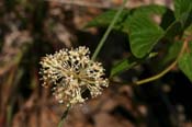 Ceanothus_am