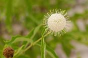 Cephalanthus_o