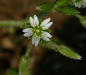 Cerastium_nut