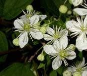 Clematis_vir