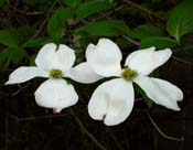 Cornus_flor