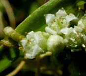 Cuscuta_ca