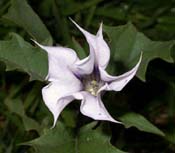 Datura_stram