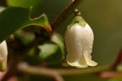 Diospyros_vir