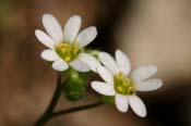 Draba_verna