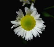 Erigeron_ann