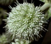 Eryngium_yuc