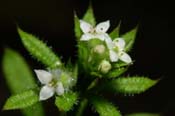 Galium_apar