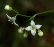 Galium_conc