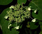 Hydrangea_arb