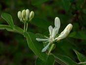 Lonicera_morr