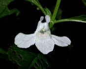 Mimulus_alatus