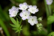 Phacelia_pur