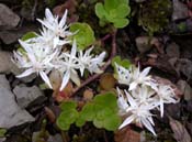 Sedum_tern