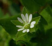 Stellaria_med