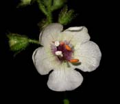 Verbascum_bl