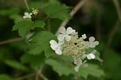 Viburnum_op