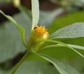 Bidens_comosa