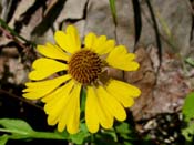 Helenium_fl