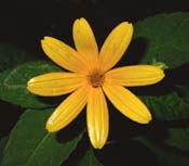 Heliopsis_hel