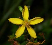 Hypericum_per