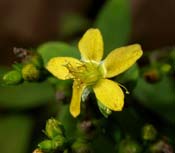 Hypericum_pu